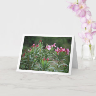 Wild Spanish Nerium Oleander Plant Card
