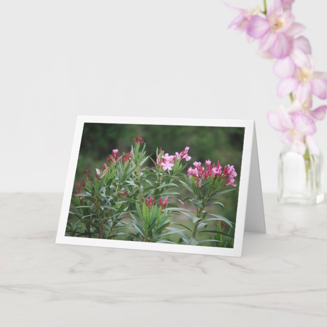 Wild Spanish Nerium Oleander Plant Card (Orchid)