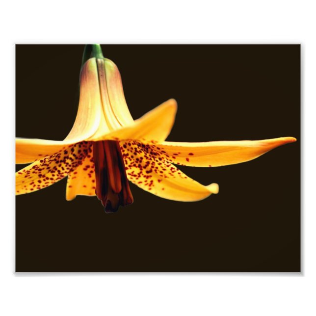 Wild Spotted Canadian Lily Flower 8x10 Photo Print (Front)