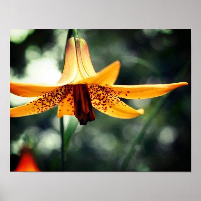 Wild Spotted Canadian Lily Flower Poster (Front)