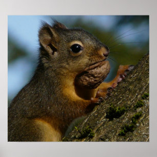 Wild Squirrel Photo Poster
