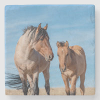 Wild Stallion and Wild Mustang Foal