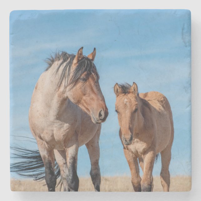 Wild Stallion and Wild Mustang Foal Stone Coaster (Front)