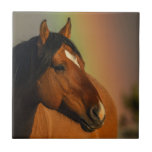 Wild Stallion, Golden Light and Rainbow Ceramic Tile<br><div class="desc">Wild Stallion,  Golden Light and Rainbow</div>