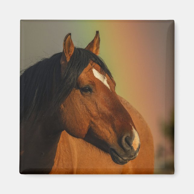 Wild Stallion, Golden Light and Rainbow Magnet (Front)