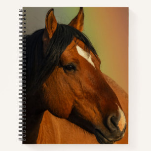 Wild Stallion, Golden Light and Rainbow Notebook