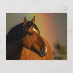Wild Stallion, Golden Light and Rainbow Postcard