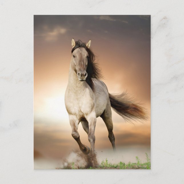 Wild Stallion Running In Sunset Postcard (Front)