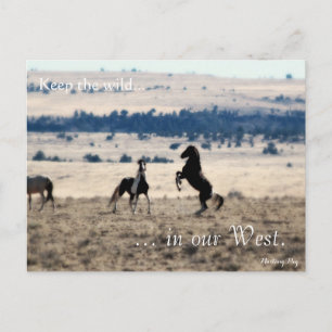 Wild Stallions, Pre-addressed: Sec of the Interior Postcard