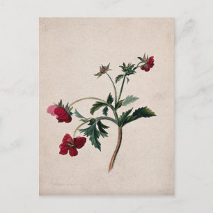 Wild Strawberries Lithograph Postcard