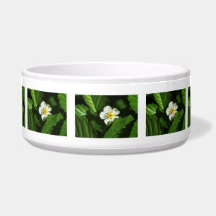 Wild Strawberry Flower