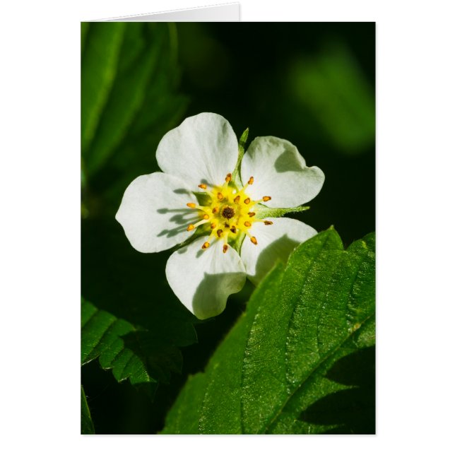 Wild Strawberry Flower (Front)