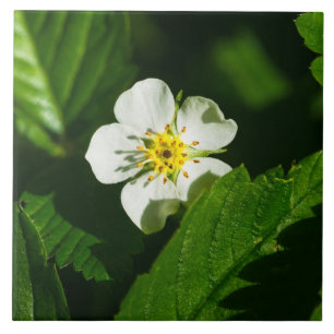 Wild Strawberry Flower Ceramic Tile