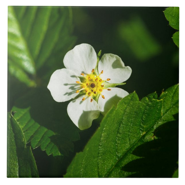 Wild Strawberry Flower Ceramic Tile (Front)