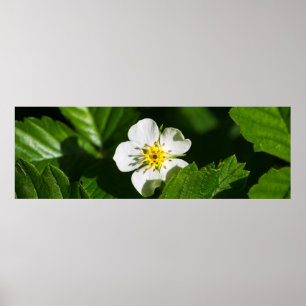Wild Strawberry Flower Poster