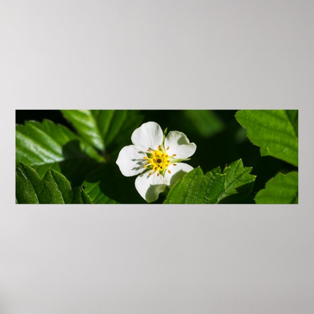 Wild Strawberry Flower Poster (Front)