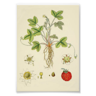 Wild Strawberry Plant Botany Photo Print