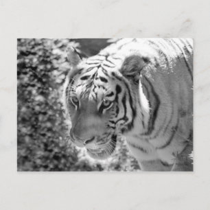 Wild Striped Tiger Black and White Postcard
