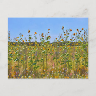 Wild Sunflowers on a Farm Fence Postcard