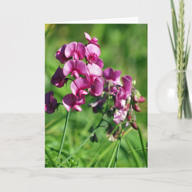 Wild Sweet-pea Flower Card (Front)