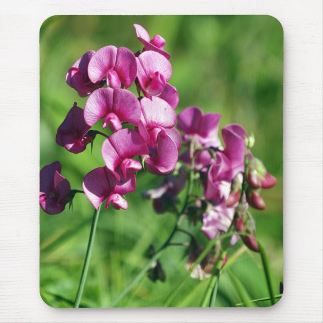 Wild Sweet-pea Flower Mouse Pad (Front)