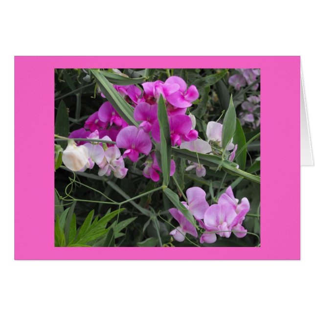 wild sweet peas (Front Horizontal)