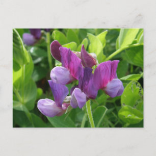 Wild Sweet Peas, Unalaska Island Postcard