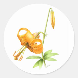 Wild Tiger Lily Classic Round Sticker