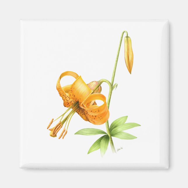 Wild Tiger Lily Magnet (Front)