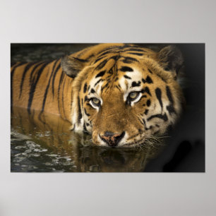 Wild Tiger Safari Jungle Artwork Photo Poster