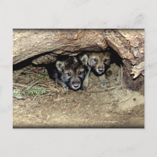 Wild Timber Wolf Twin Cubs in Den Postcard
