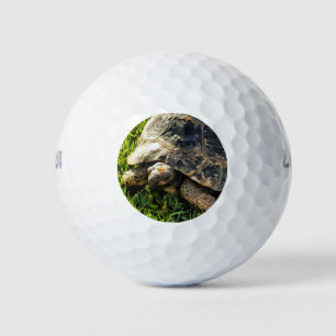 Wild Tortoise In Grass Meadow Wildlife Art Golf Balls
