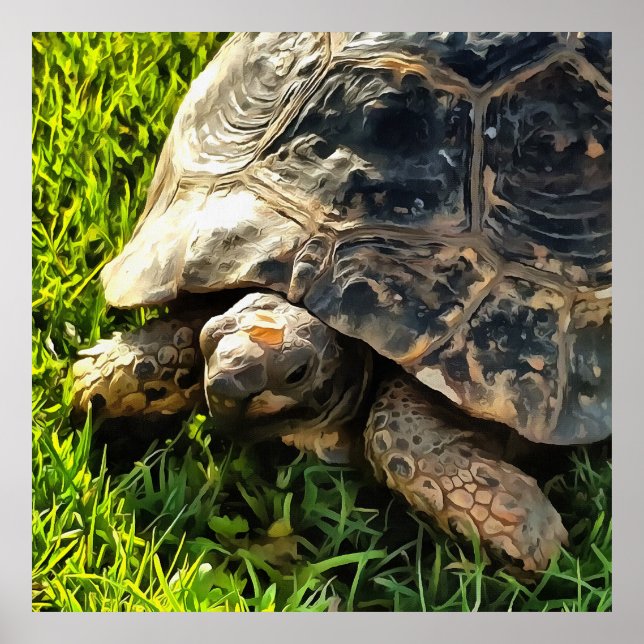 Wild Tortoise In Grass Meadow Wildlife Art Poster (Front)