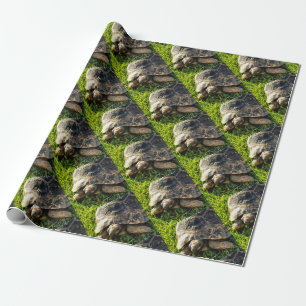 Wild Tortoise In Grass Meadow Wildlife Art Wrapping Paper