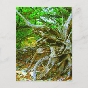 Wild Tree Postcard