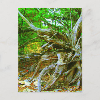 Wild Tree Postcard