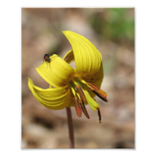 Wild Trout Lily Flower And Firefly Friend 8x10  Photo Print