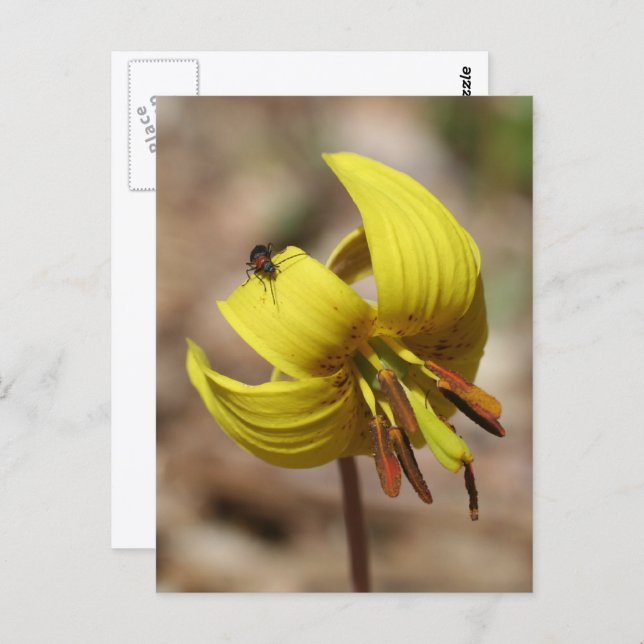 Wild Trout Lily Flower And Friend Personalised Postcard (Front/Back)