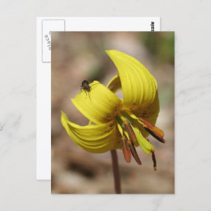 Wild Trout Lily Flower And Friend Personalized Postcard