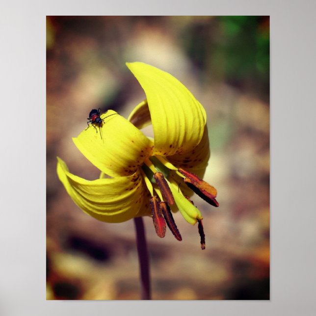 Wild Trout Lily Flower And Insect Friend  Poster (Front)