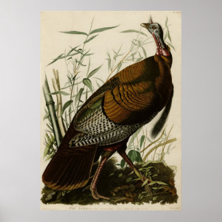 Wild Turkey_Audubon_Poster Poster