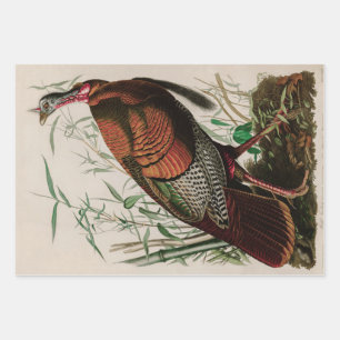 Wild Turkey Birds of America Audubon Print Wrapping Paper Sheet