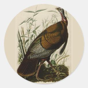 Wild Turkey by John Audubon Classic Round Sticker