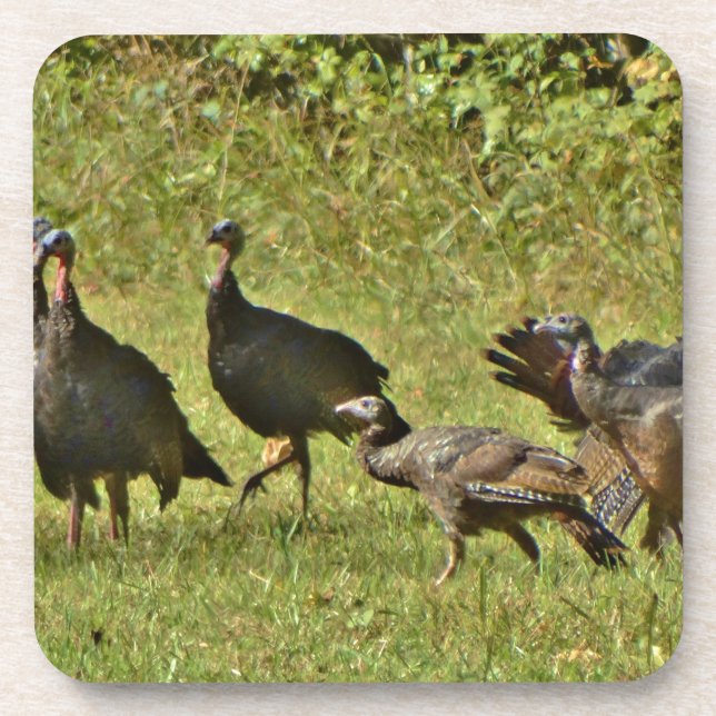 Wild Turkey, Camouflage colours Coaster (Front)