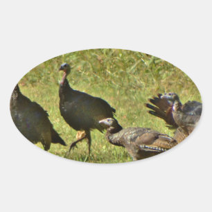 Wild Turkey, Camouflage colours Oval Sticker
