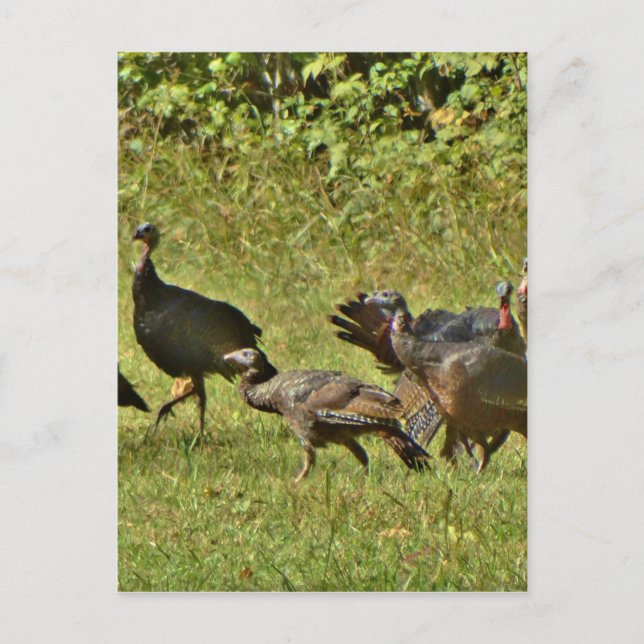 Wild Turkey, Camouflage colours Postcard (Front)