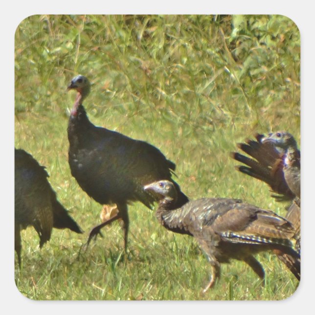 Wild Turkey, Camouflage colours Square Sticker (Front)
