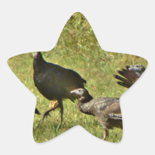 Wild Turkey, Camouflage colours Star Sticker