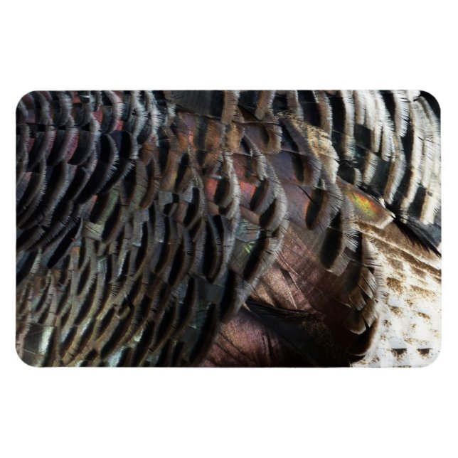 Wild Turkey Feathers I Abstract Nature Design Magnet (Horizontal)