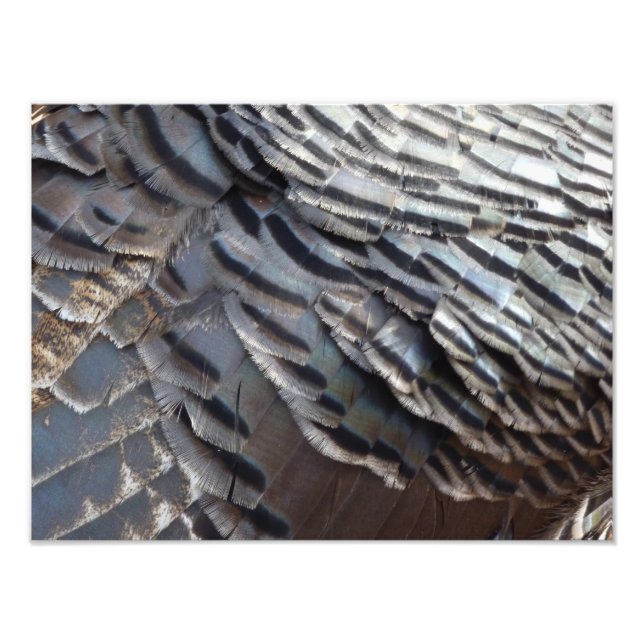 Wild Turkey Feathers II Abstract Nature Design Photo Print (Front)